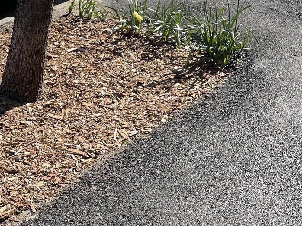 Wood chips spread flat around the base of a street tree, kept back from the trunk so the root flare stays visible