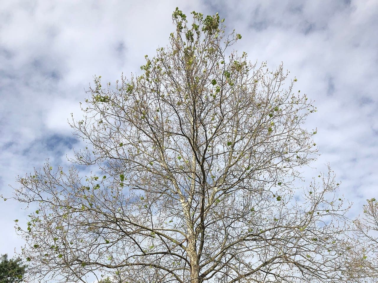 A large American sycamore in late spring with a sparse, patchy canopy of damaged foliage