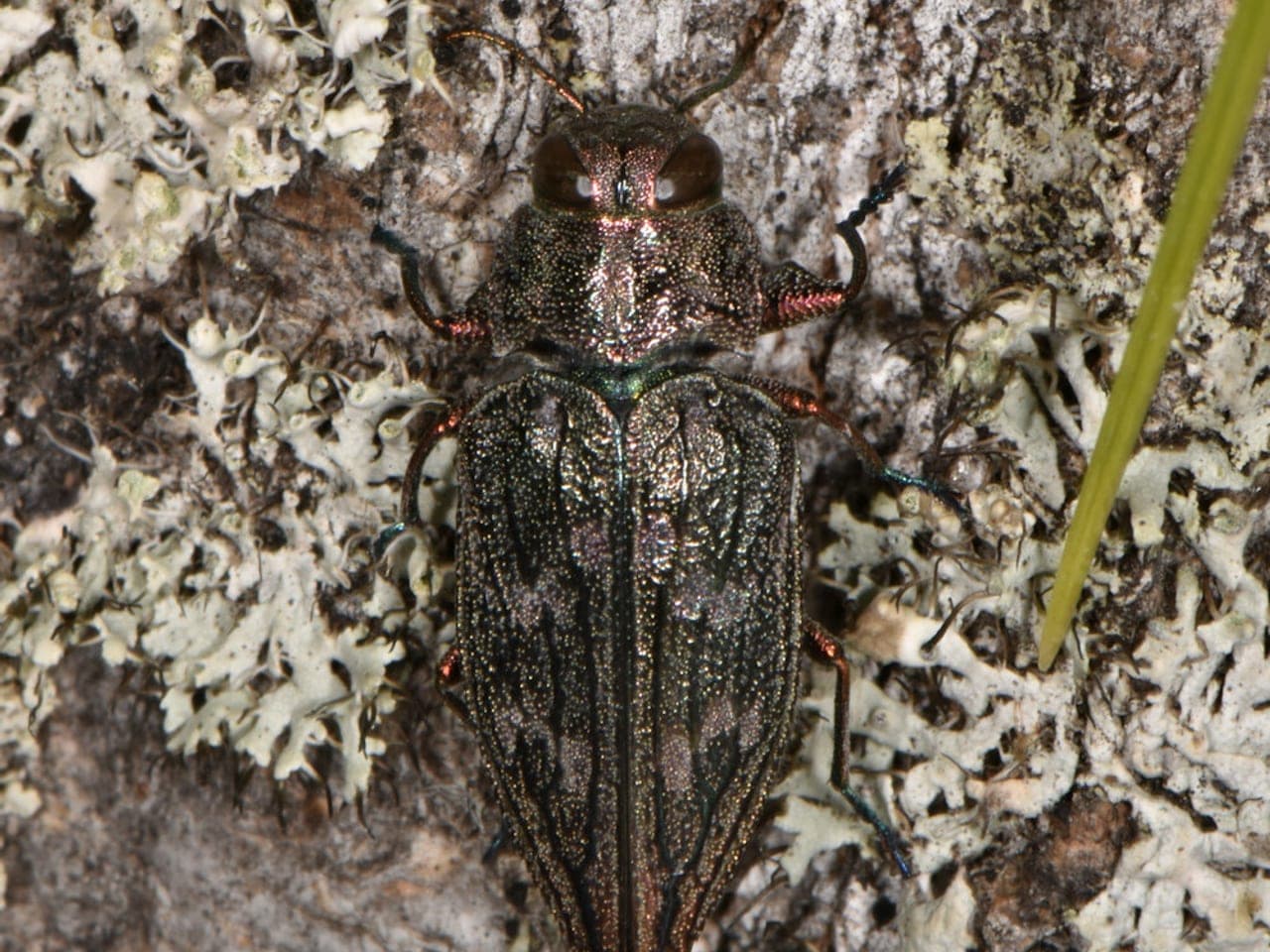 A broad flattened metallic beetle with mottled bronze wing covers on a leaf