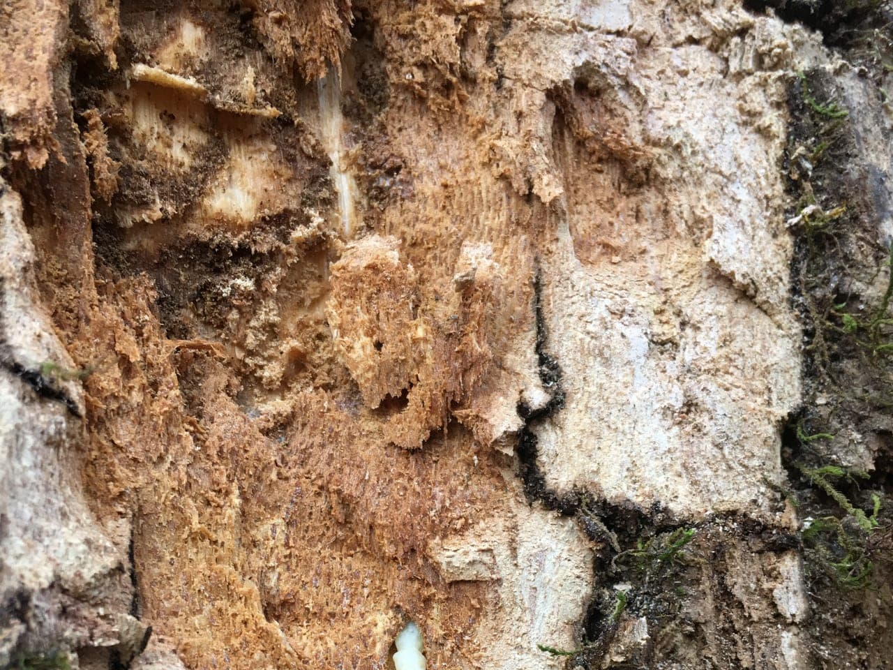 Bark stripped from a large ash trunk exposing pale wood and a larval tunnel beneath