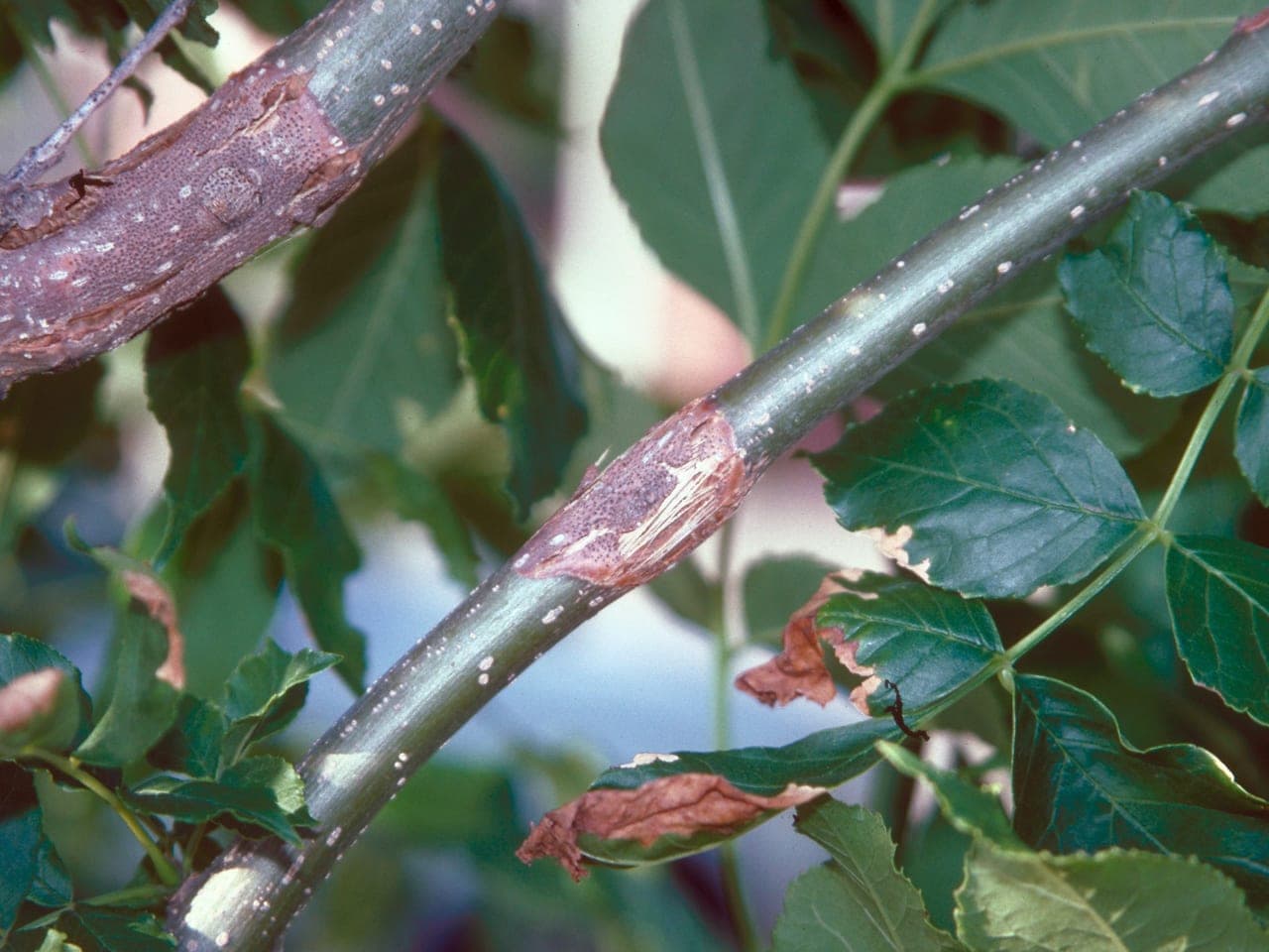 An elongated sunken dead patch on a green ash trunk with cracked bark at its margins