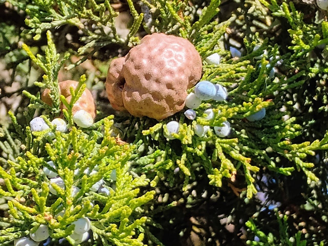 A hard brown dimpled gall on a red cedar twig surrounded by pale blue juniper berries