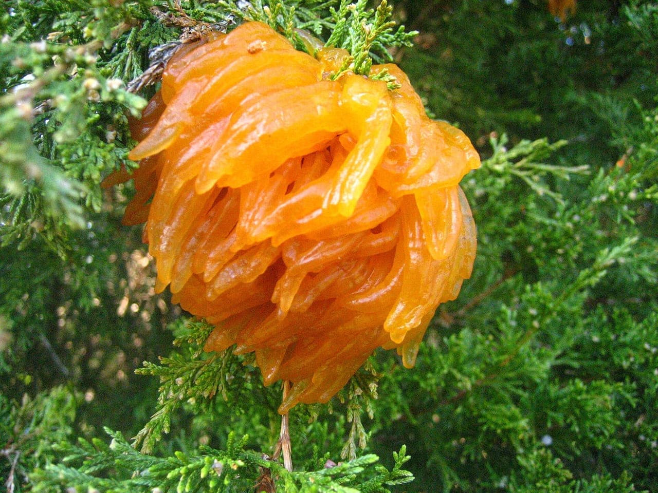 A brown gall on a juniper twig extruding bright orange gelatinous horns after rain