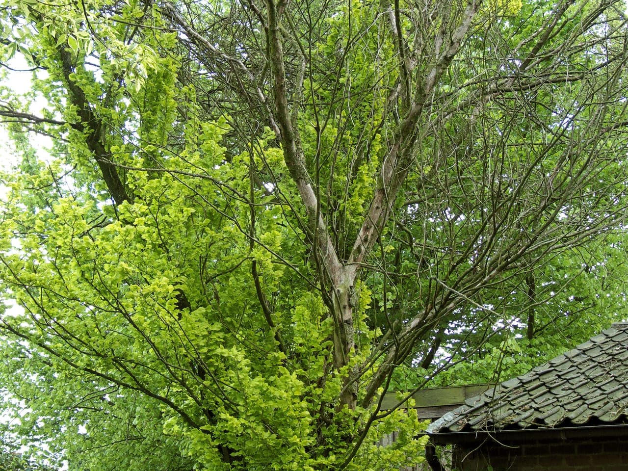 An elm beside a house with bare dead branches through the upper crown and green foliage remaining below