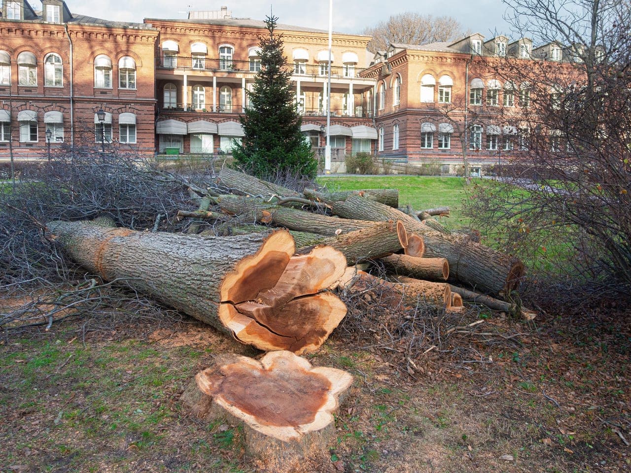 A felled elm cut into sections beside its fresh stump on a lawn in front of a brick building