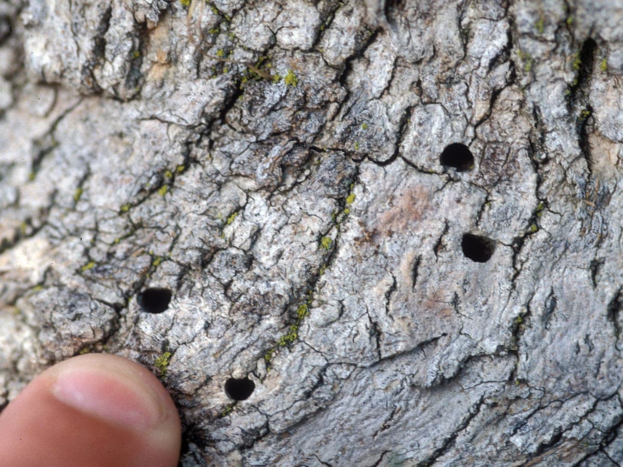 Ash bark pitted with small sharp-edged D-shaped holes