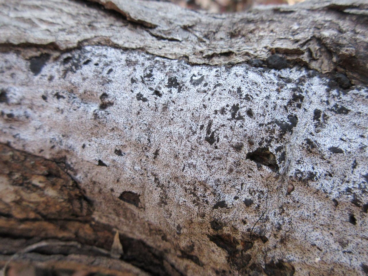 A patch of bark fallen from a trunk exposing a smooth silvery-grey fungal crust on the wood beneath