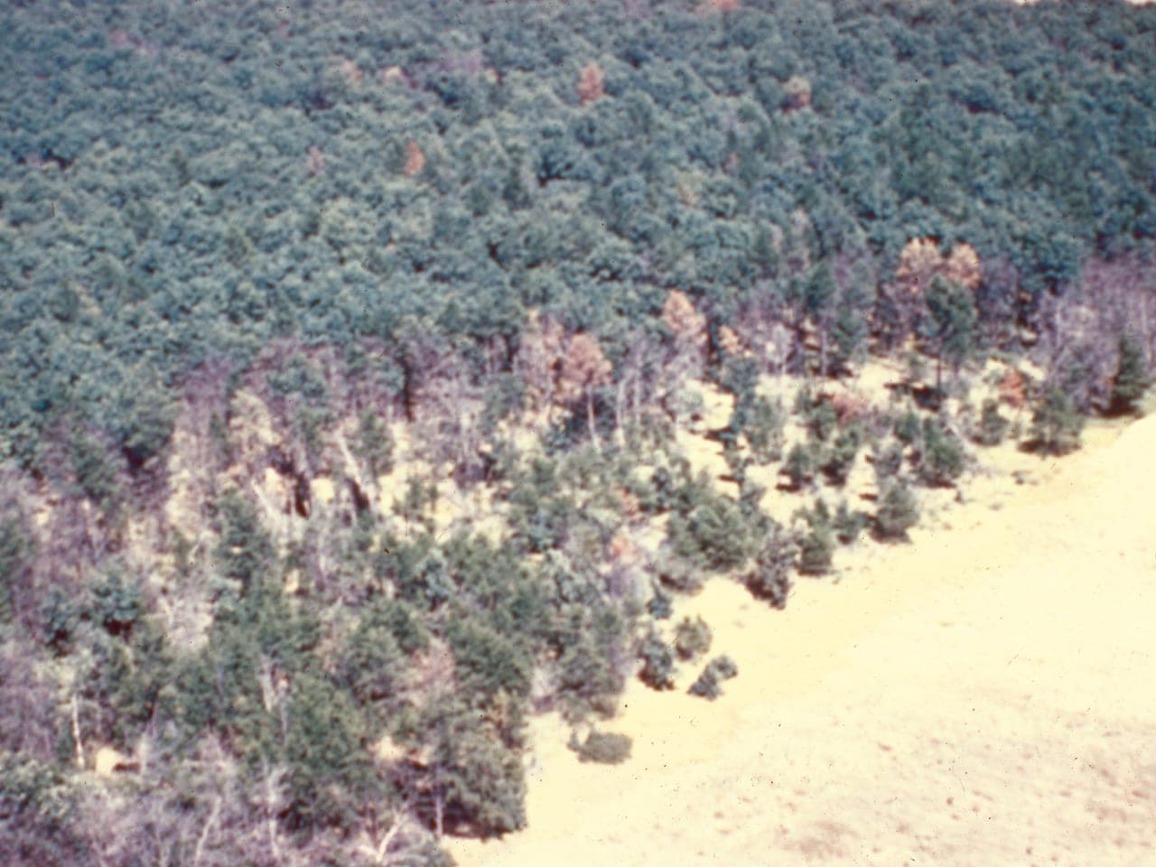 Aerial view of woodland with a distinct circular patch of dead and dying oak trees