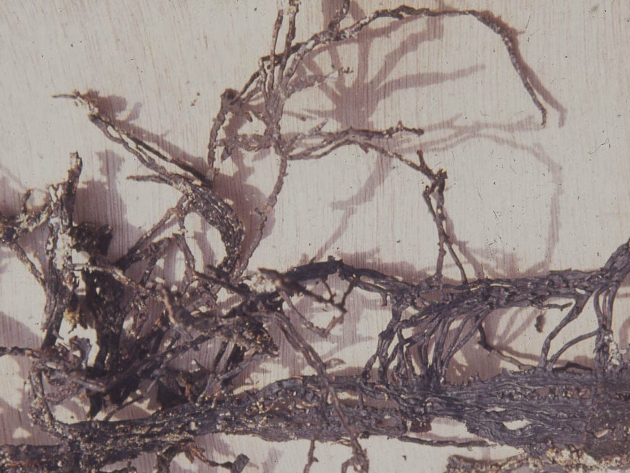 Black shoelace-like fungal strands running across pale wood beneath lifted bark