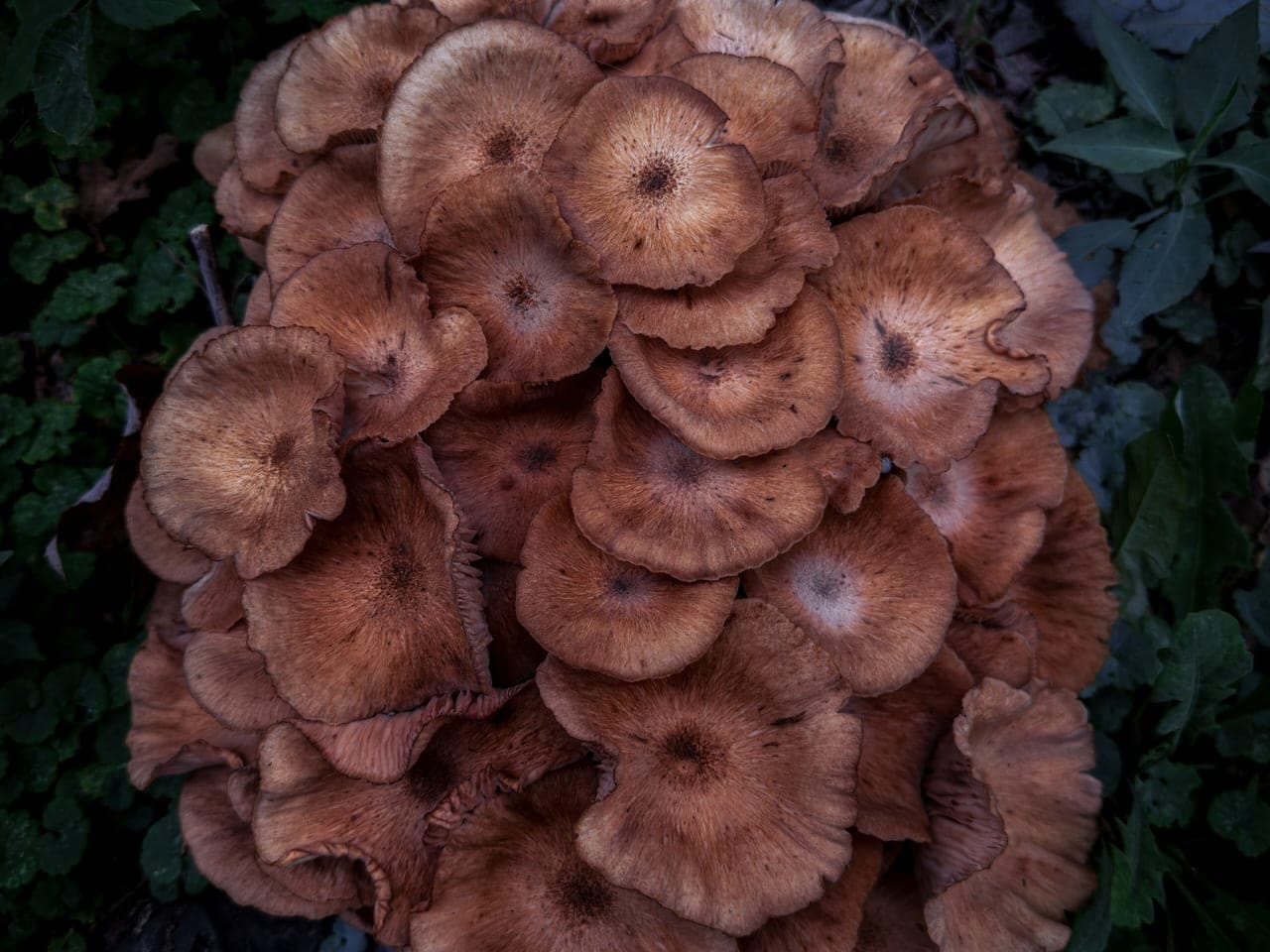 A dense cluster of honey-coloured mushrooms growing from the base of a tree trunk