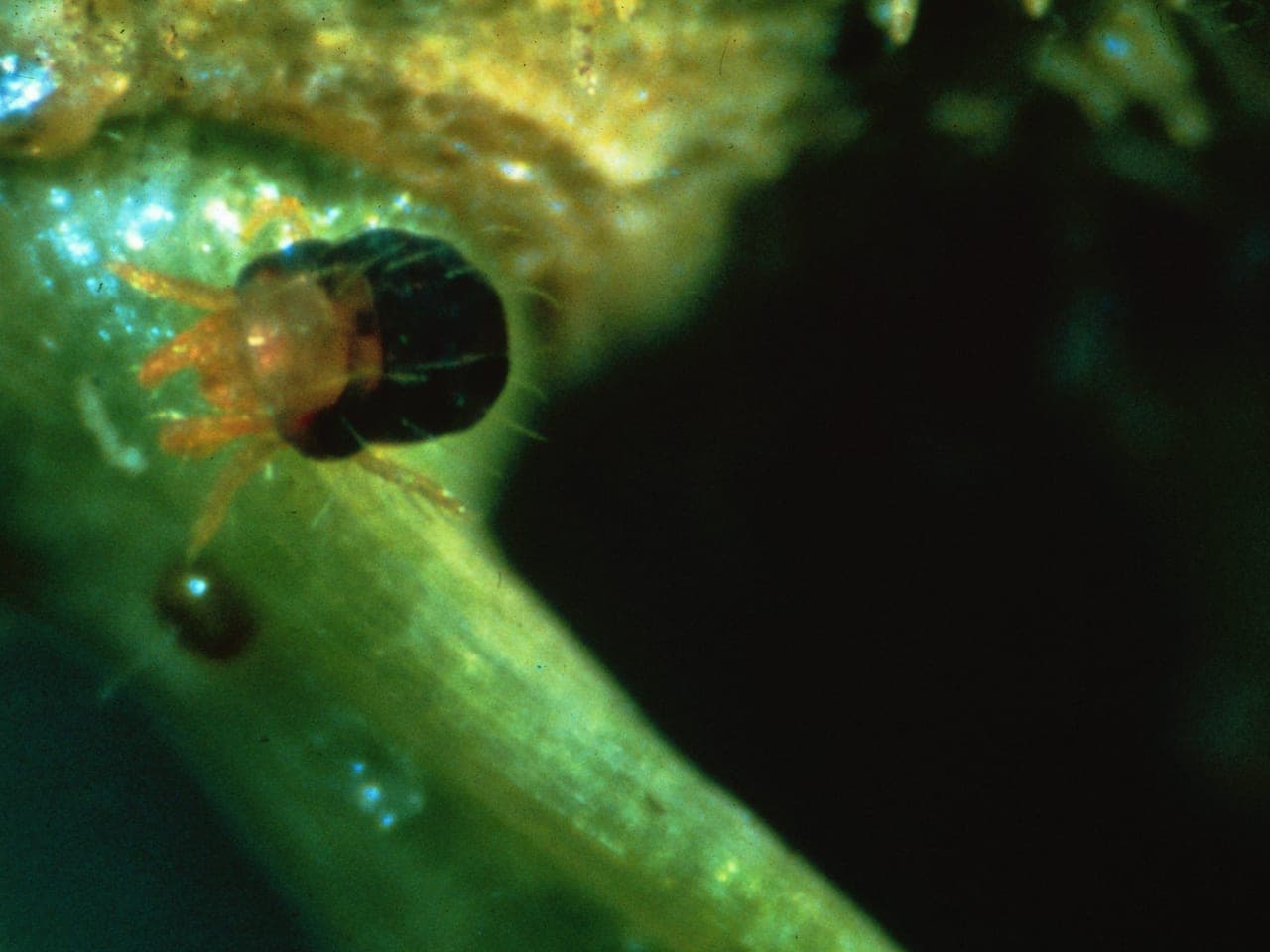 Extreme close-up of a spruce spider mite on a needle surrounded by fine silk