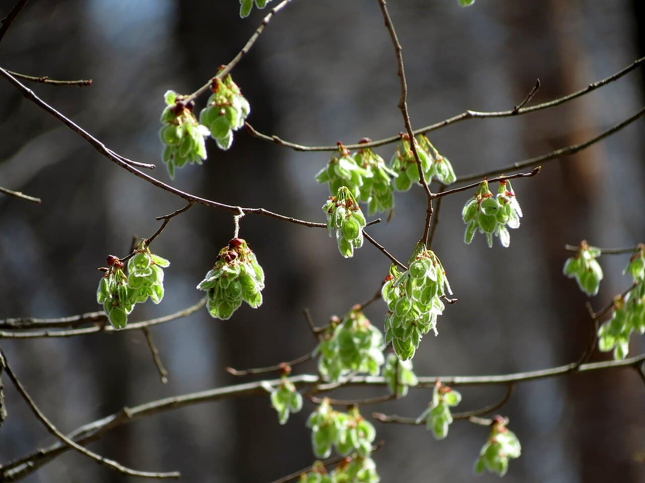 Clusters of papery American elm seeds hanging from bare twigs
