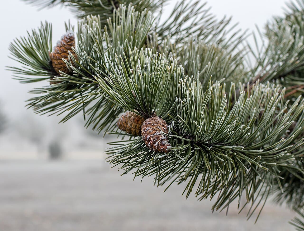 Frost-rimed Austrian pine needles in pairs beside brown egg-shaped cones