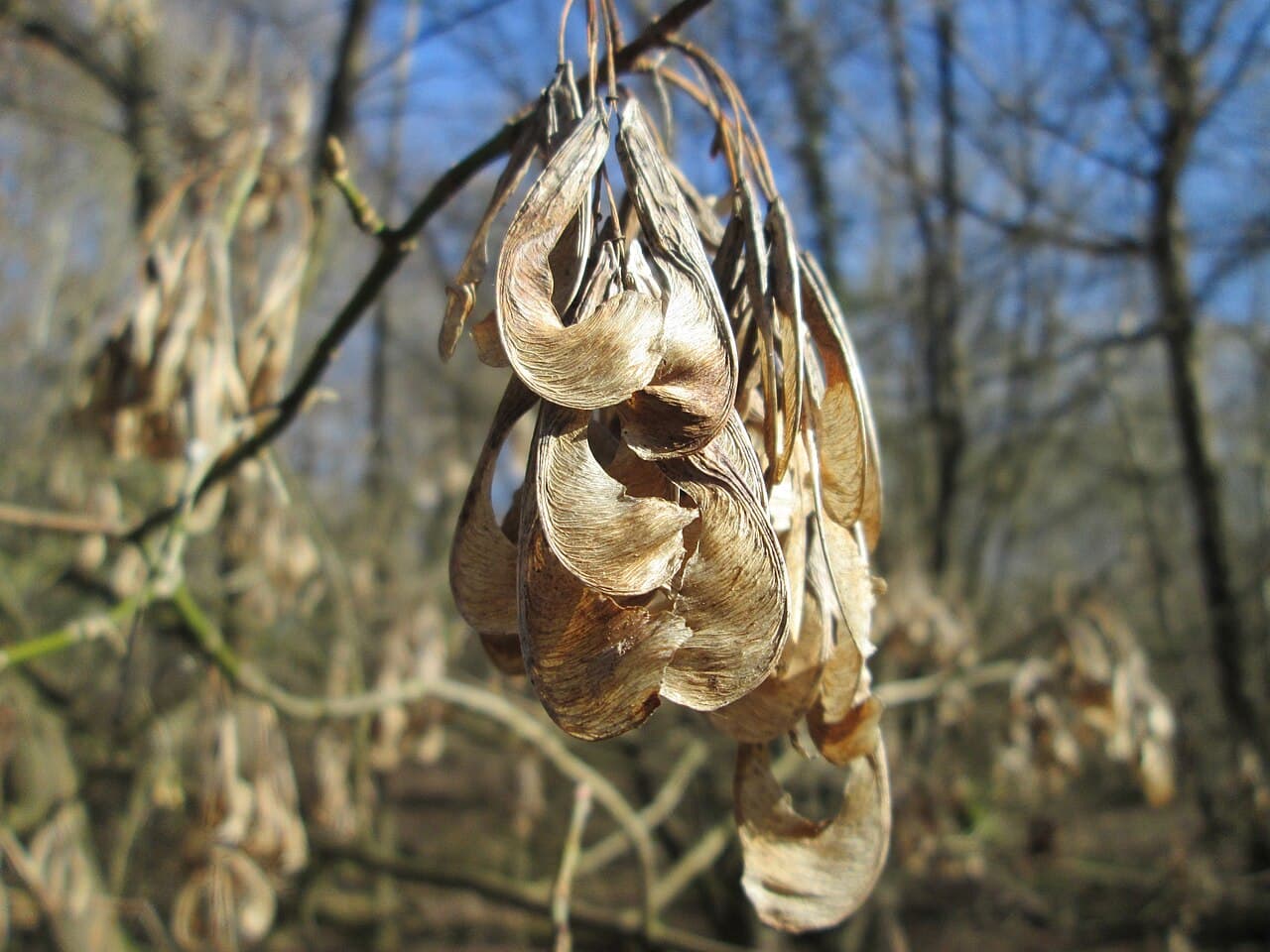 Chains of paired V-shaped boxelder seeds hanging from a branch