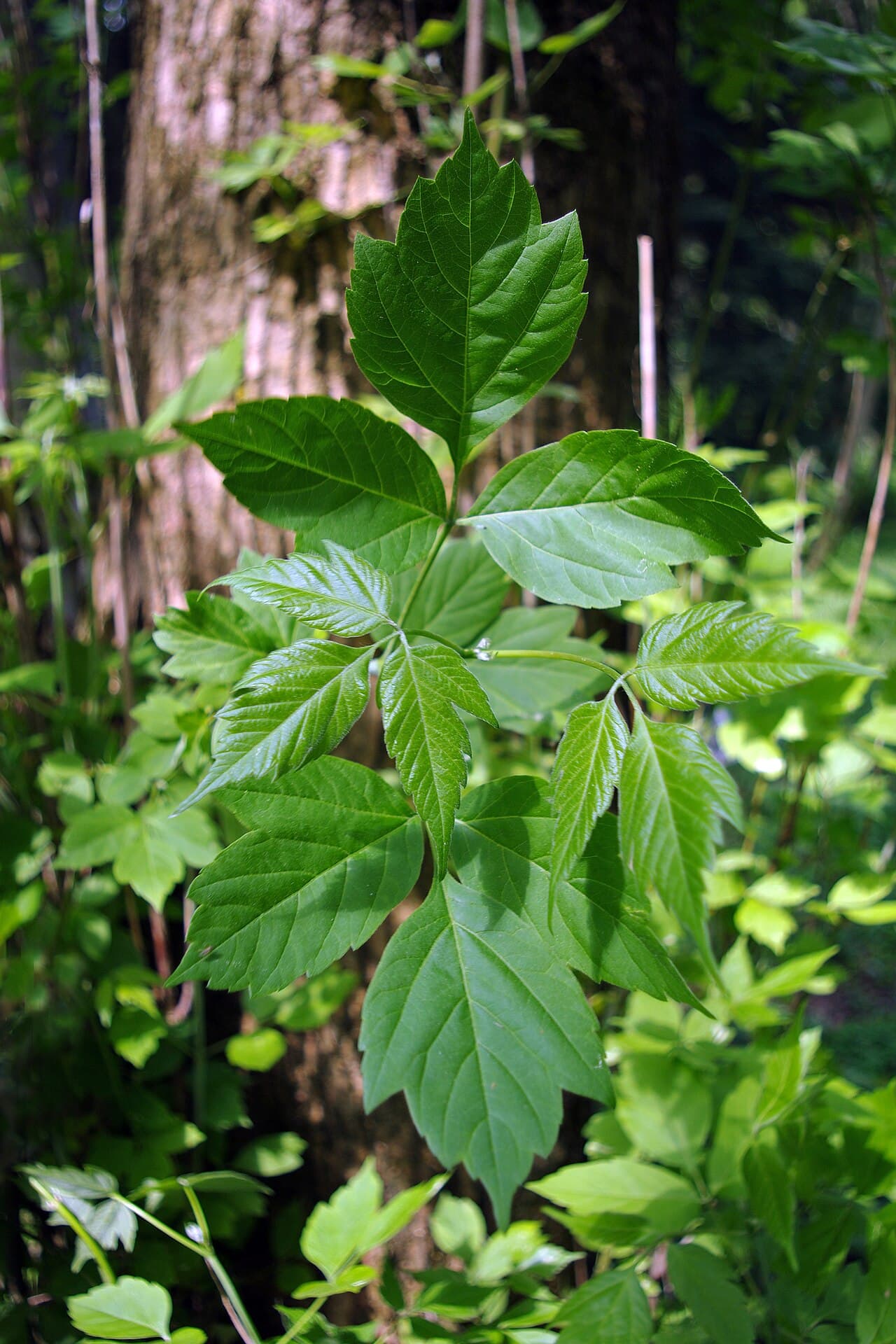 Boxelder compound leaves with three coarsely toothed leaflets