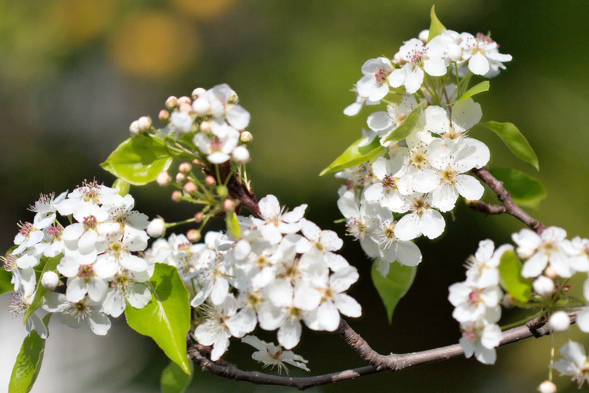 Clusters of white callery pear blossoms on dark branches in early spring