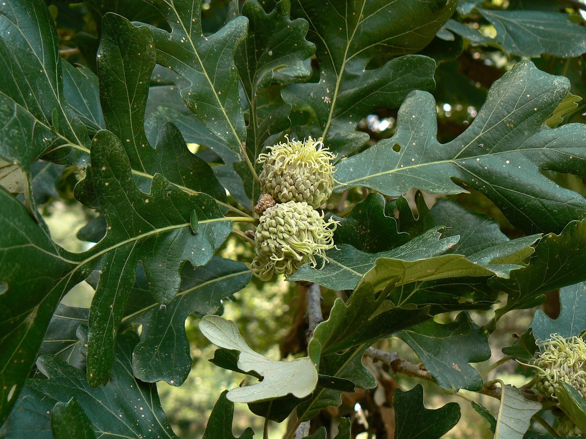 A green bur oak acorn held in a deep cap fringed with a mossy burr
