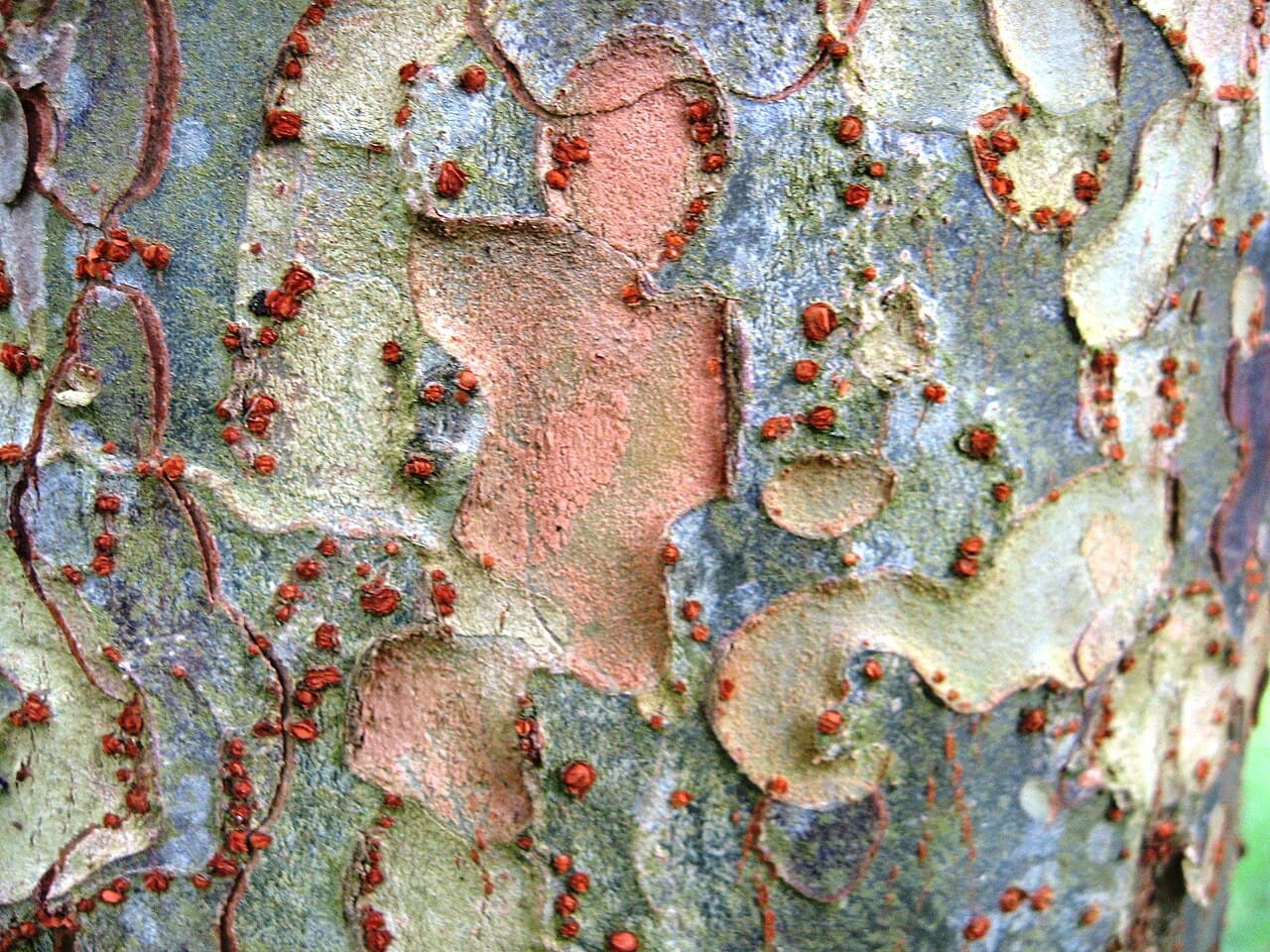 Chinese elm bark flaking into a mottled patchwork of gray, orange and olive