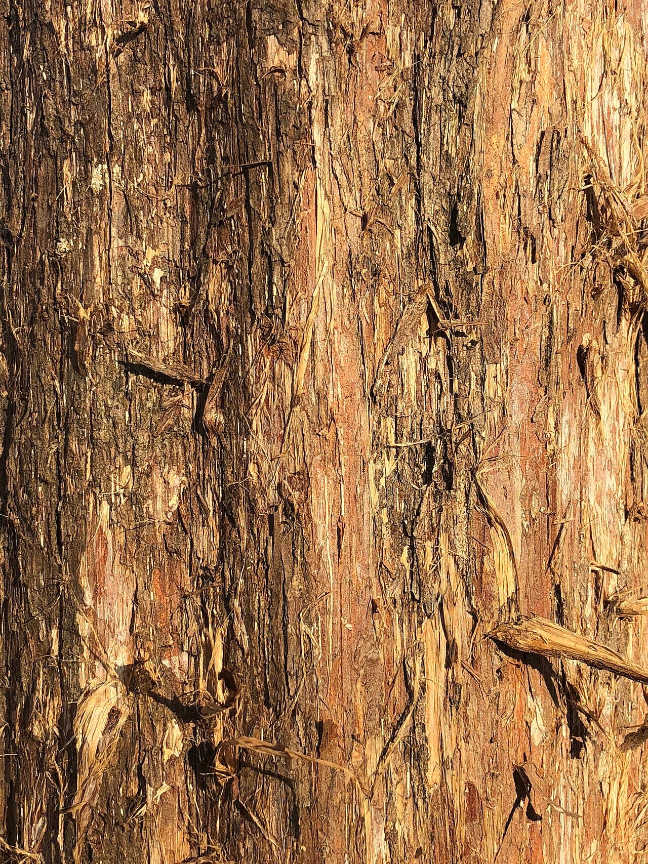 Reddish-brown eastern red cedar bark shredding in long fibrous strips
