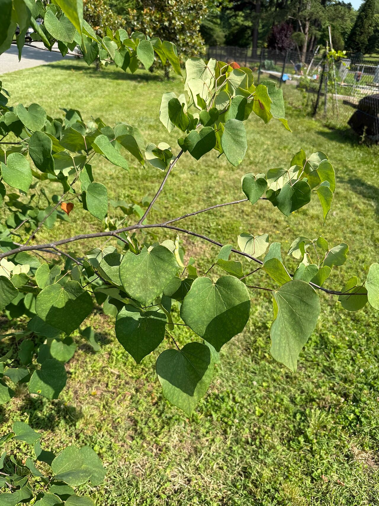 Heart-shaped redbud leaves along a branch