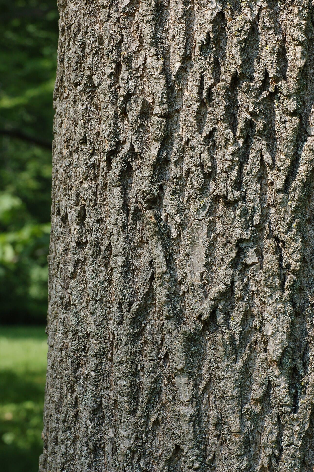 Green ash bark in a regular interlacing diamond pattern