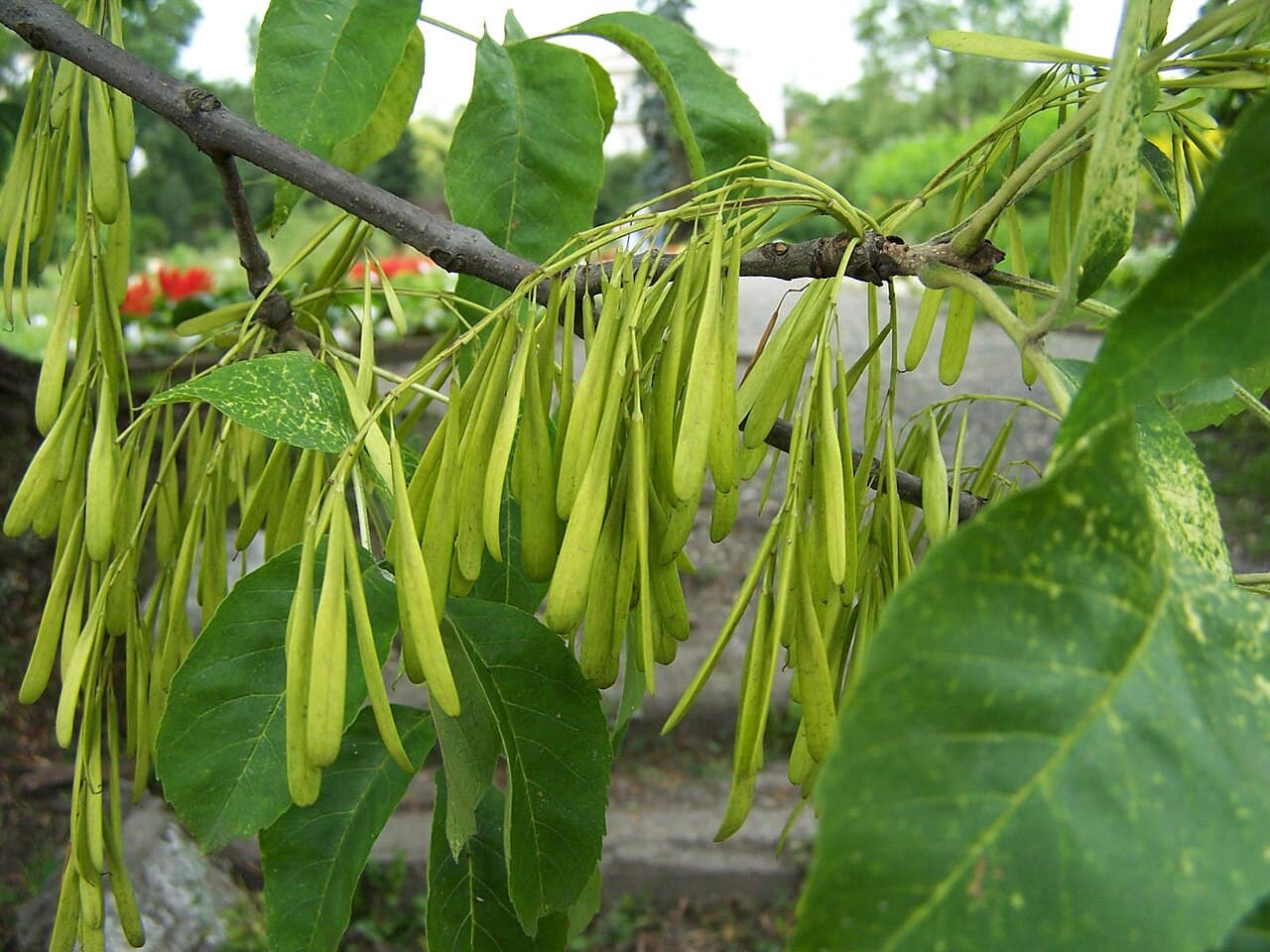 Clusters of paddle-shaped green ash seeds hanging below compound leaves