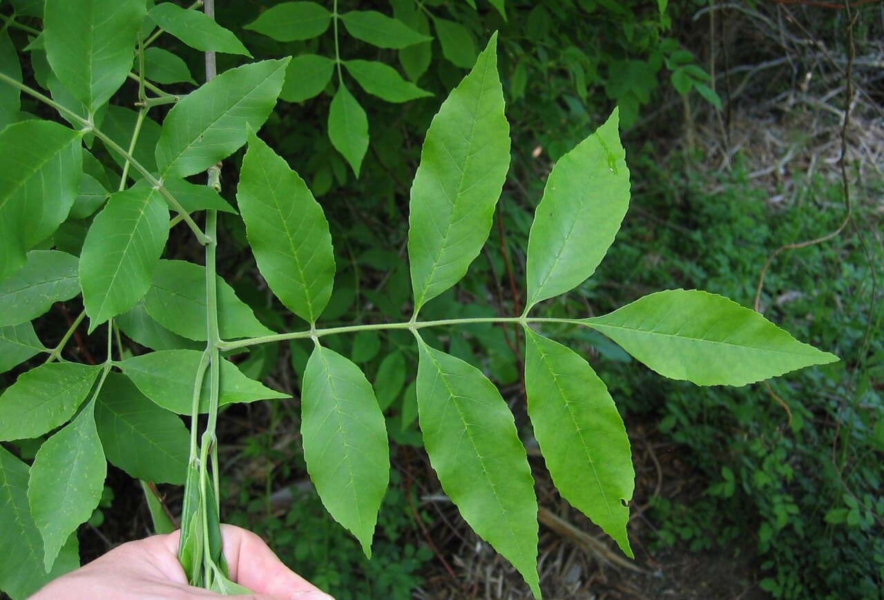 A green ash compound leaf held open to show seven pointed leaflets