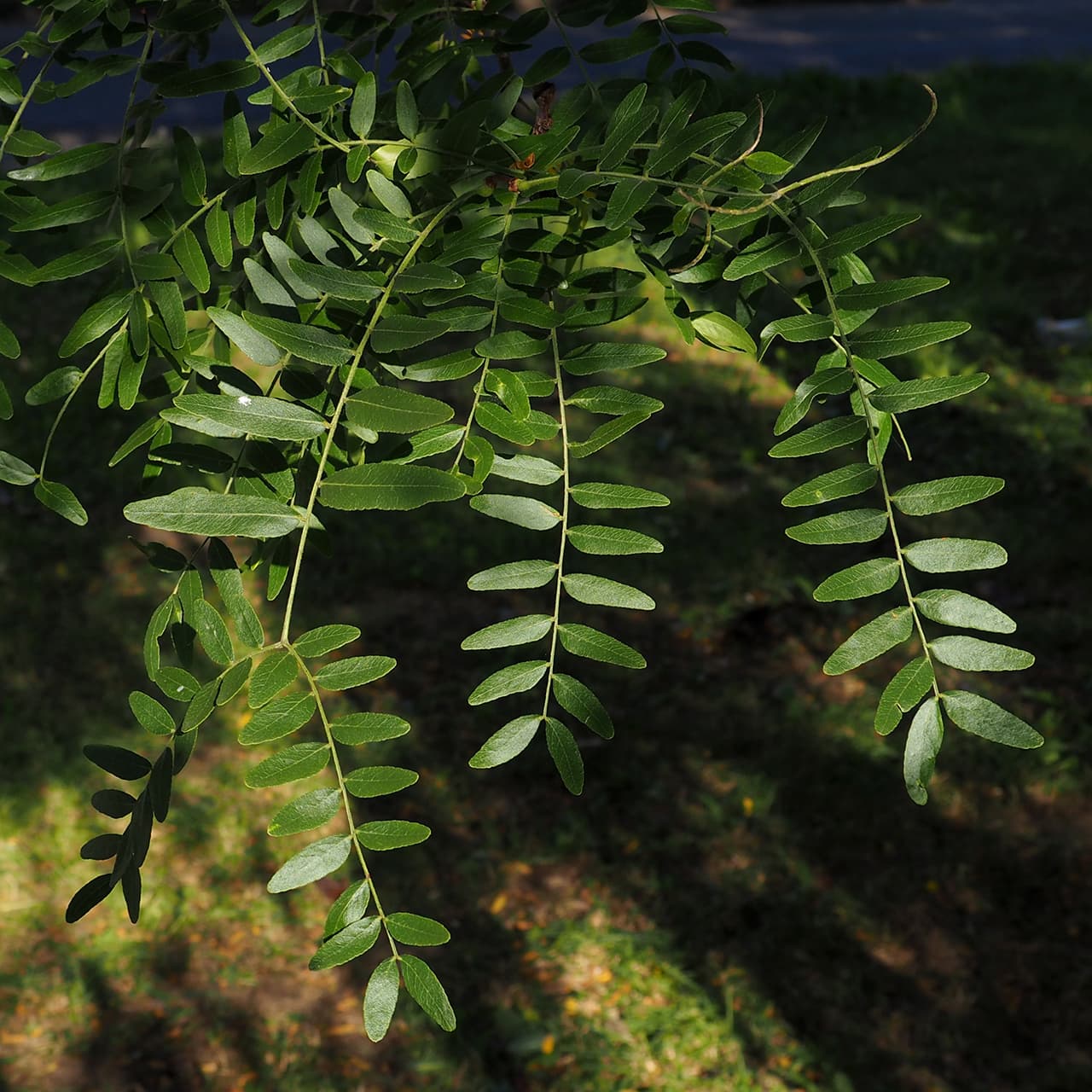 Feathery honey locust compound leaves with rows of small oval leaflets