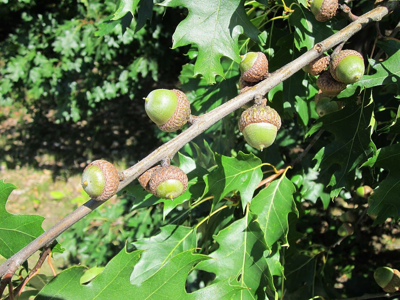 Red oak acorns on a branch in shallow saucer-shaped caps