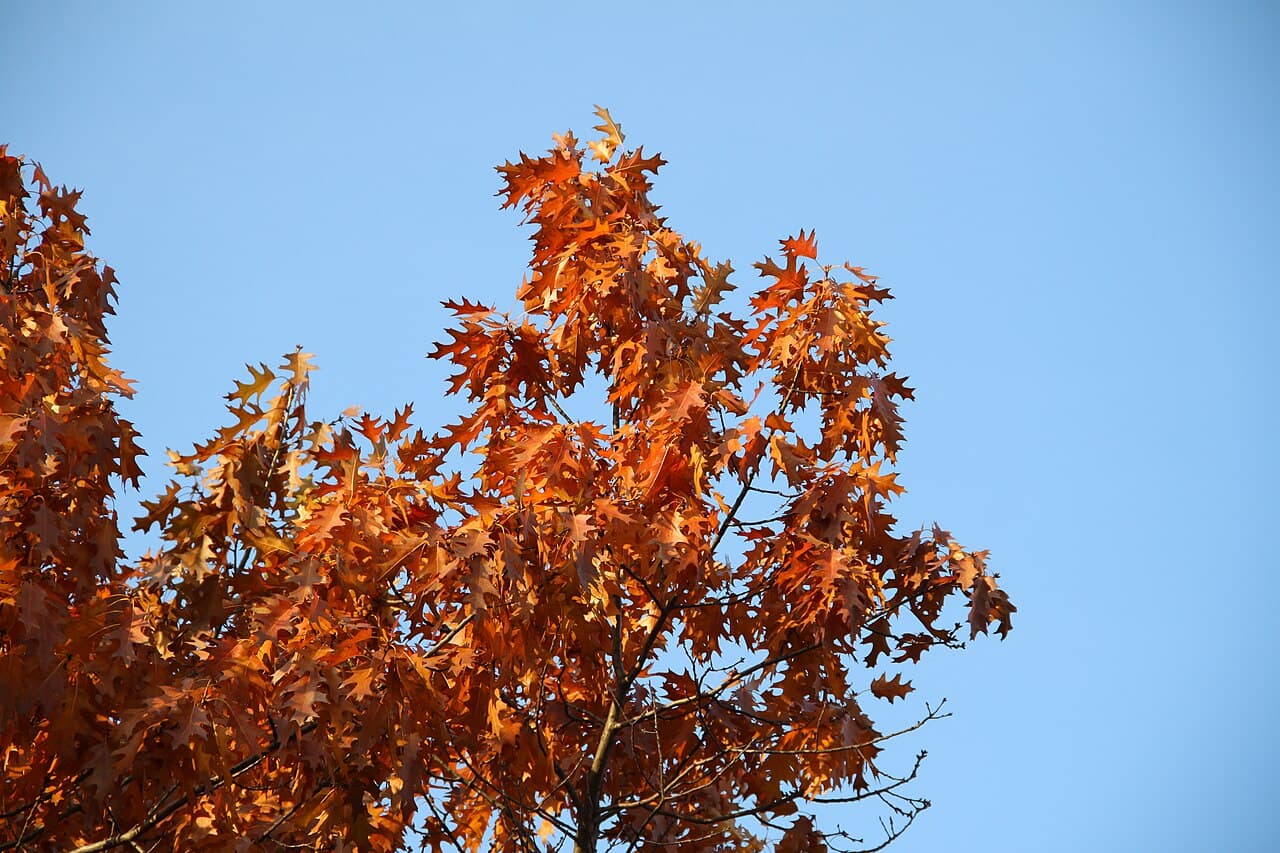 The crown of a northern red oak turned rust orange against a clear autumn sky