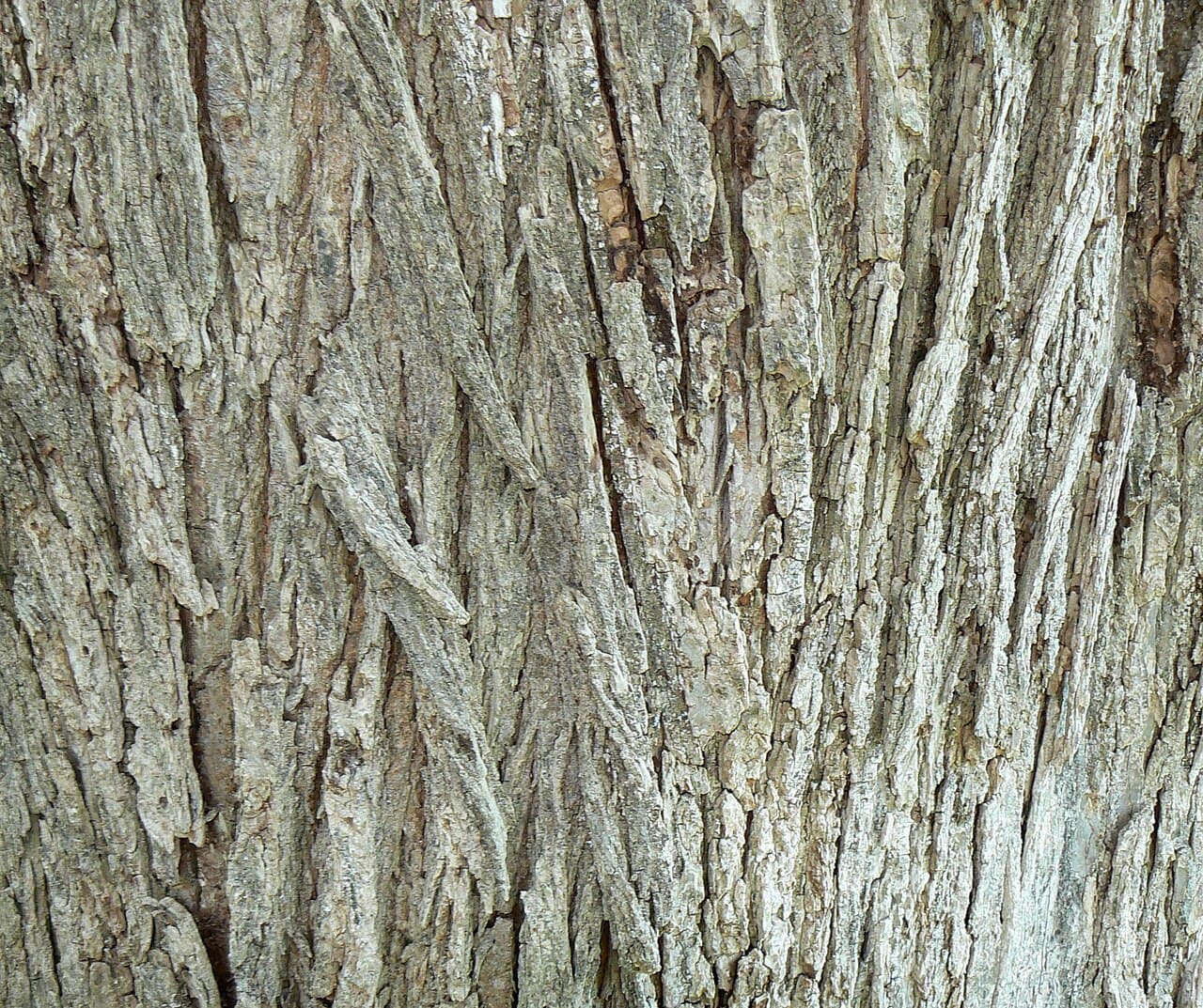 Gray-brown Siberian elm bark in irregular shallow furrows