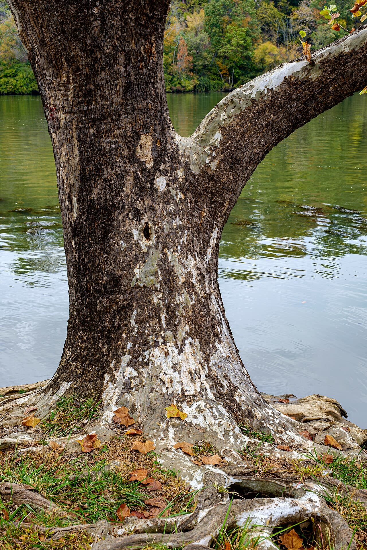 A massive sycamore trunk beside a river, bark flaking away to bone-white patches