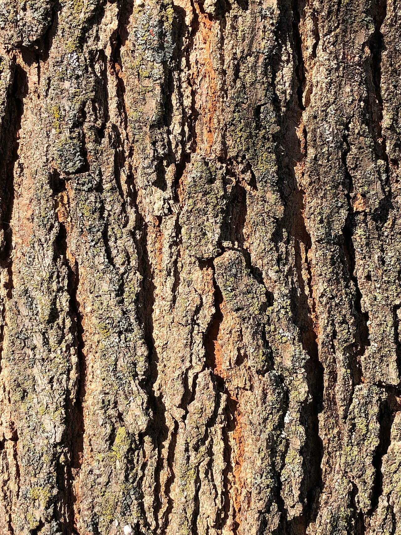 Orange-brown mulberry bark in narrow furrowed ridges