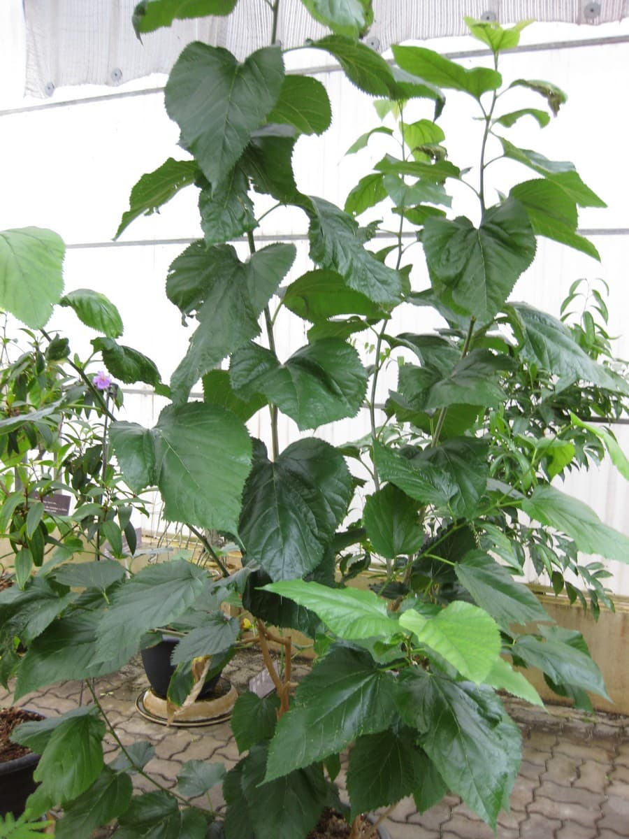 White mulberry foliage showing unlobed and mitten-shaped leaves together